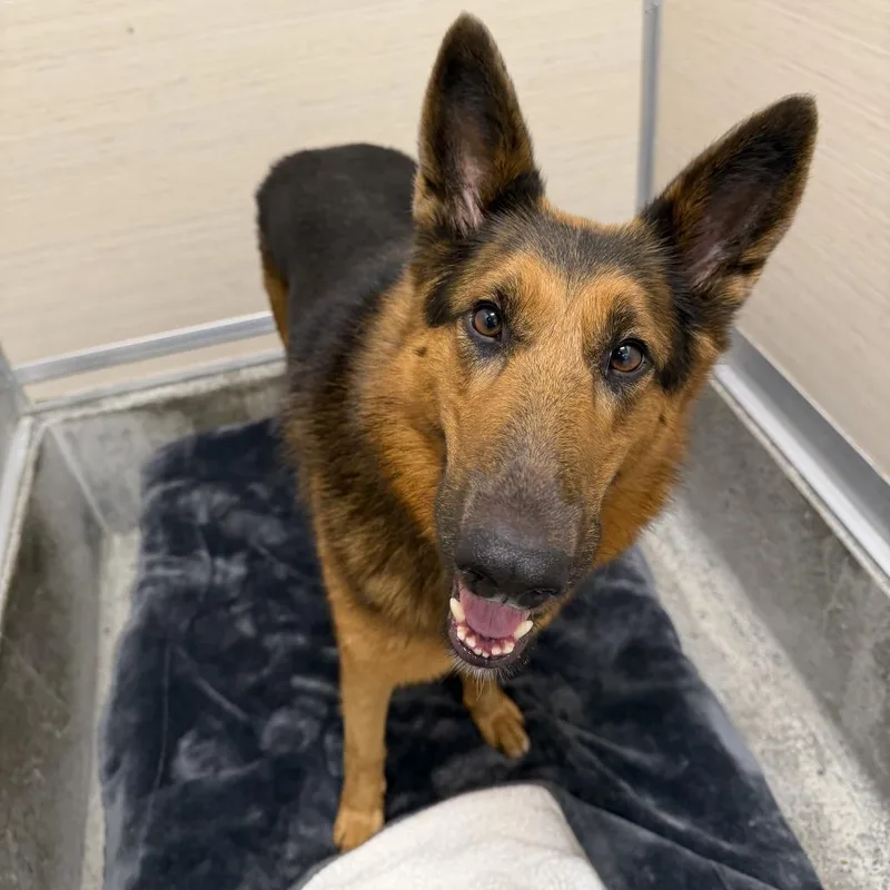 An adult large-sized female German Shepherd Dog dog named Penelope for adoption in Los Angeles, CA