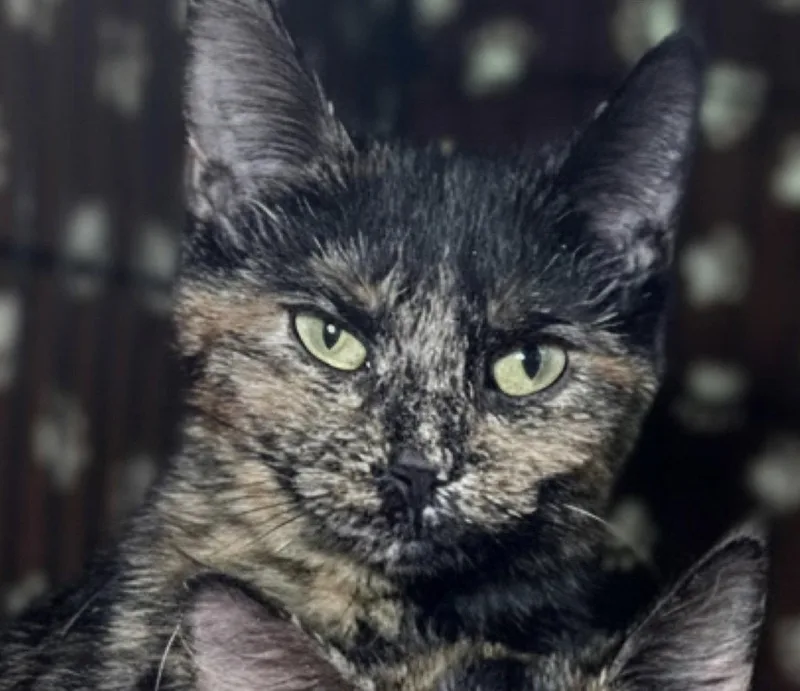 A young medium-sized female Domestic Short Hair cat named Siracha for adoption in Blasdell, NY