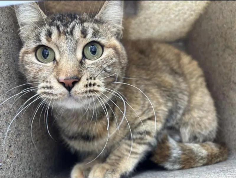 A young medium-sized female Tabby (Buff / Tan / Fawn) Abyssinian cat named Mila for adoption in Beverly Hills, CA