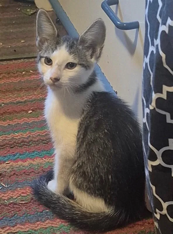 A baby small-sized male Gray & White Tabby cat named Rocket NASA Litter for adoption in Anthem, AZ