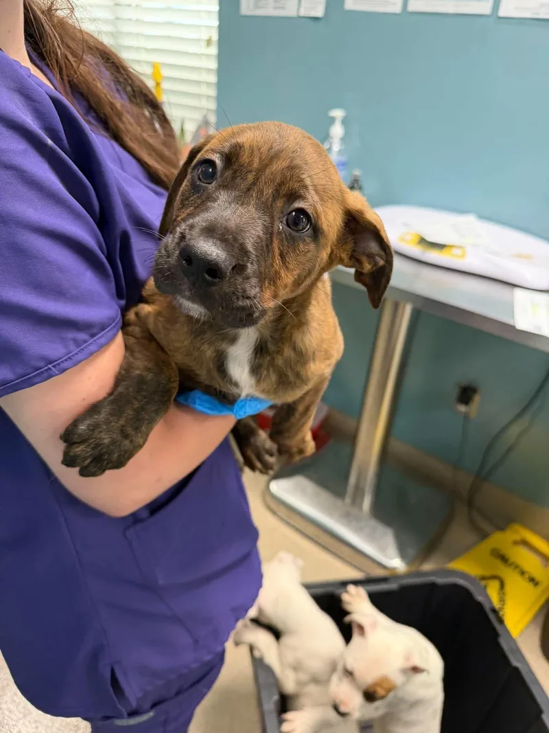 A baby medium-sized female Mixed Breed dog named Lainey for adoption in Holbrook, NY