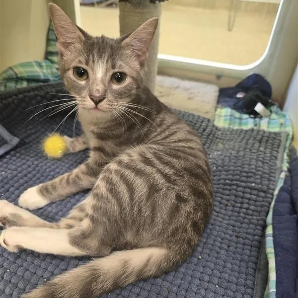 A baby medium-sized female Tabby (Gray / Blue / Silver) Domestic Short Hair cat named Pencil Case for adoption in Prince Frederick, MD