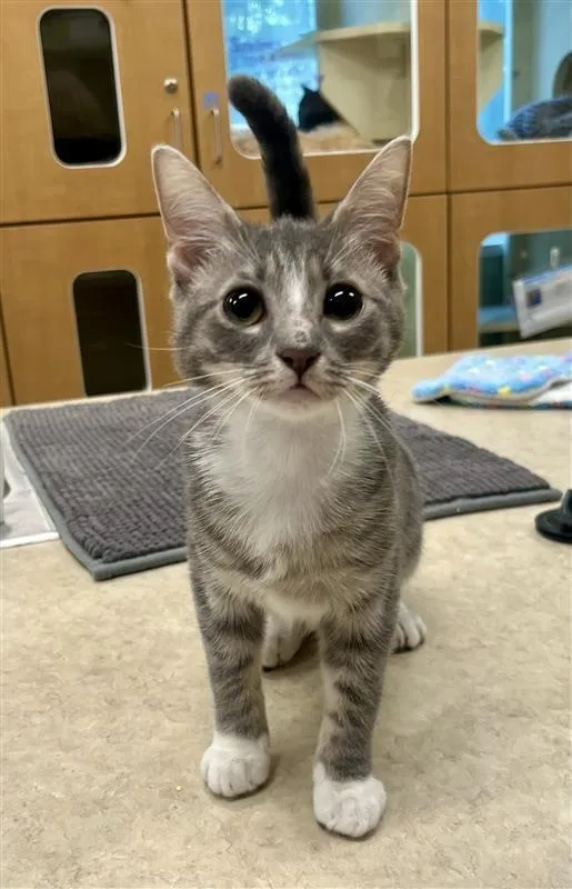 Pencil Case thumbnail 3