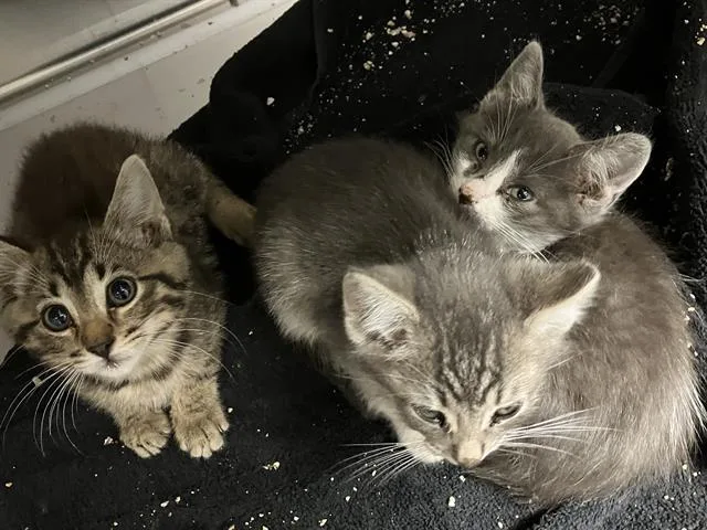A baby medium-sized female Domestic Short Hair cat named Jessie for adoption in Tustin, CA