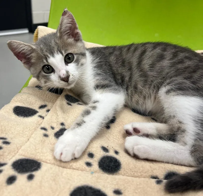 A baby medium-sized male Domestic Short Hair cat named Asriel AC for adoption in Greeneville, TN