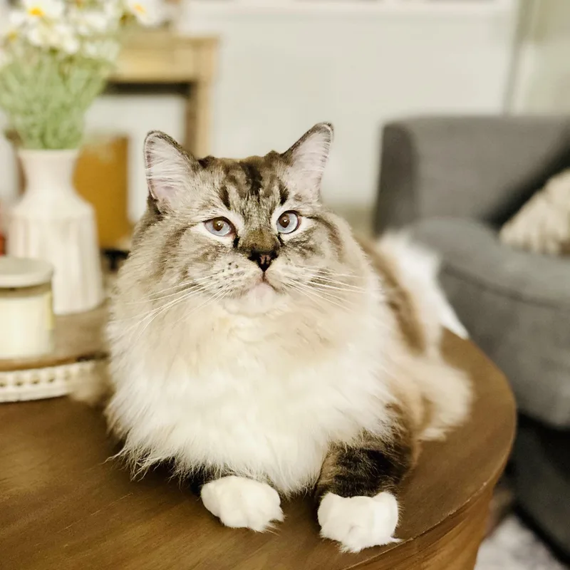 A young medium-sized male Ragdoll cat named Bosey for adoption in Los Angeles, CA