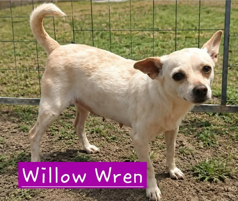 Willow Wren