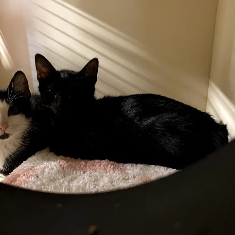 A baby small-sized male Black Domestic Short Hair cat named Void for adoption in Garfield, AR