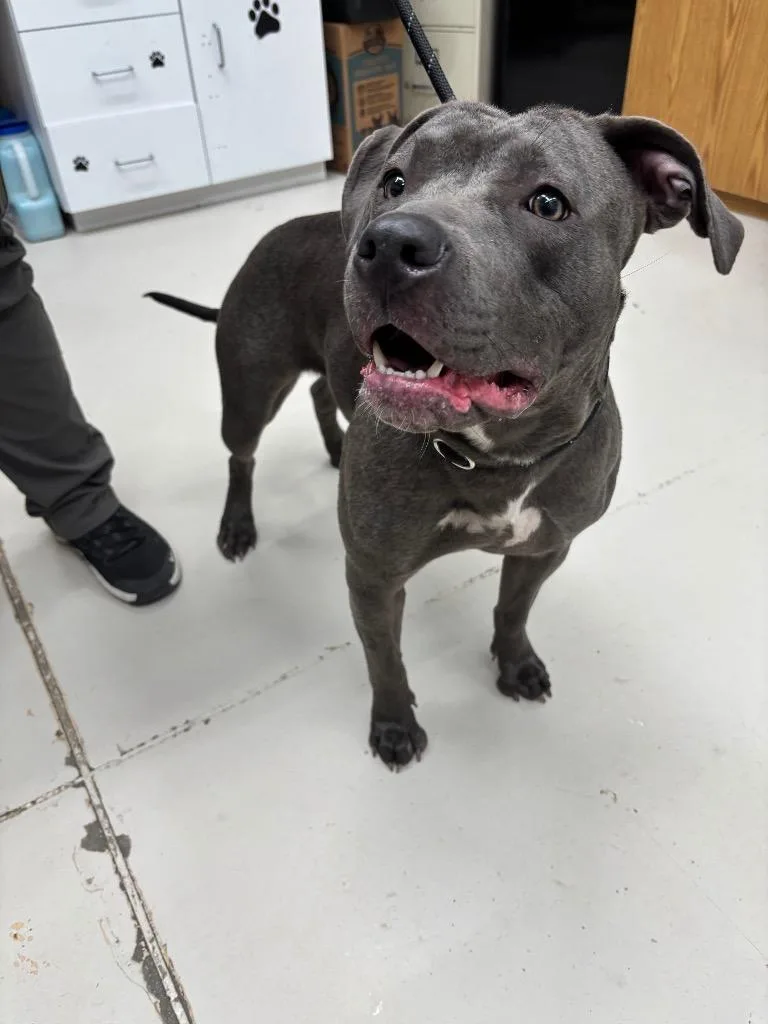 A young medium-sized female Pit Bull Terrier dog named Moana for adoption in Findlay, OH