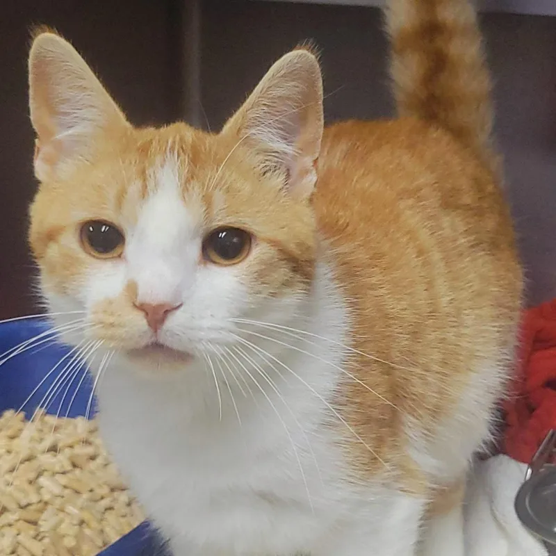 A young medium-sized male Orange / Red Domestic Short Hair cat named Tyson for adoption in Plover, WI