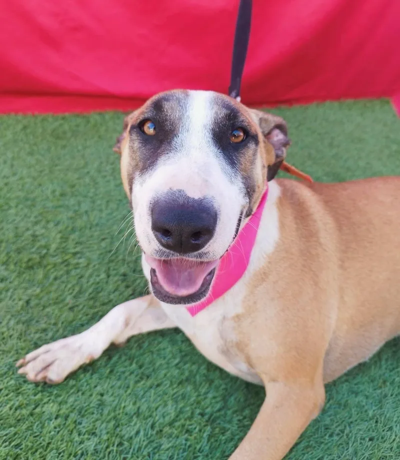 An adult medium-sized female Bull Terrier dog named Bee for adoption in Rowland Heights, CA