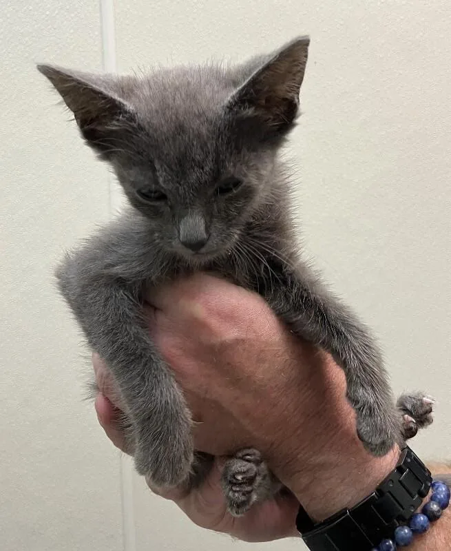 A young medium-sized male Gray / Blue / Silver Domestic Short Hair cat named Hurricane for adoption in Disputanta, VA