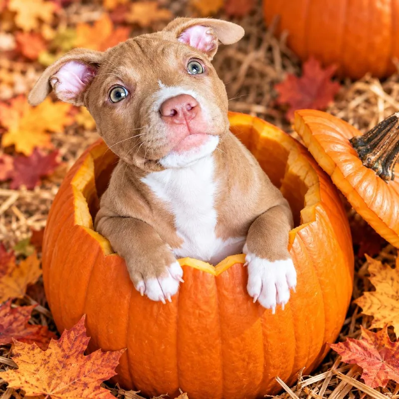 A baby medium-sized female Brown / Chocolate Pit Bull Terrier dog named Tilly for adoption in New Orleans, LA