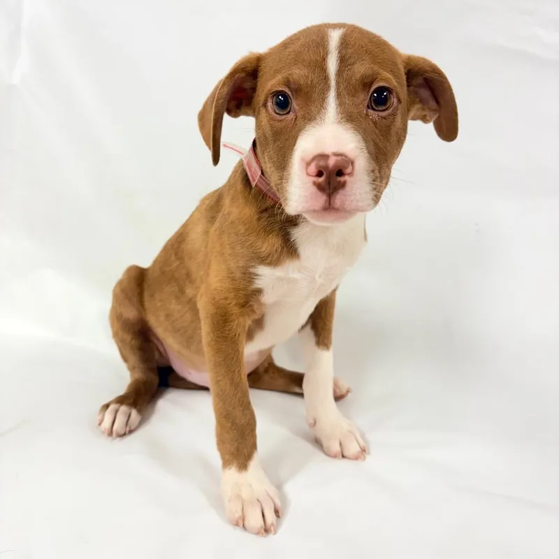A baby small-sized male Pit Bull Terrier dog named Silas for adoption in Parker, CO