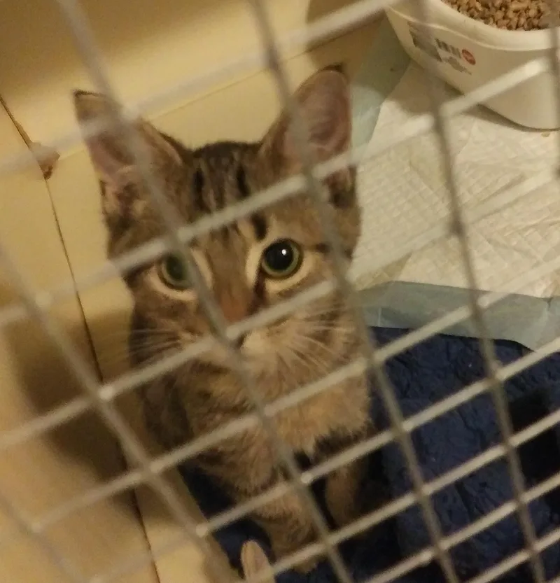 A baby medium-sized male Tabby (Buff / Tan / Fawn) Domestic Short Hair cat named Jake for adoption in Port Wentworth, GA