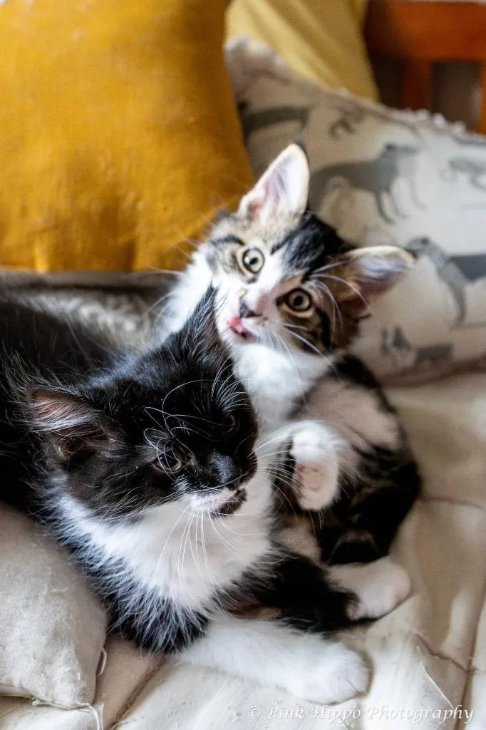 A baby small-sized male Domestic Medium Hair cat named Soprano for adoption in Kettering, OH