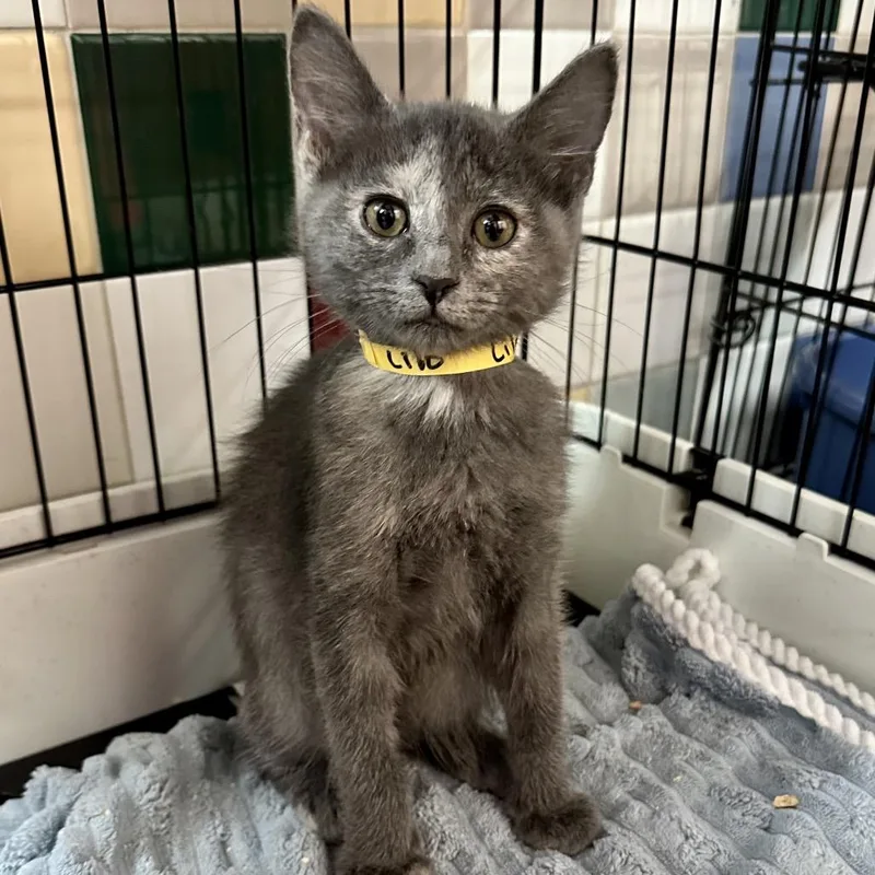 A baby small-sized female Tortoiseshell Domestic Short Hair cat named Lilo L for adoption in Union, MO