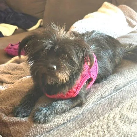 An adult small-sized female Black Chihuahua dog named Rowan for adoption in Wake Forest, NC