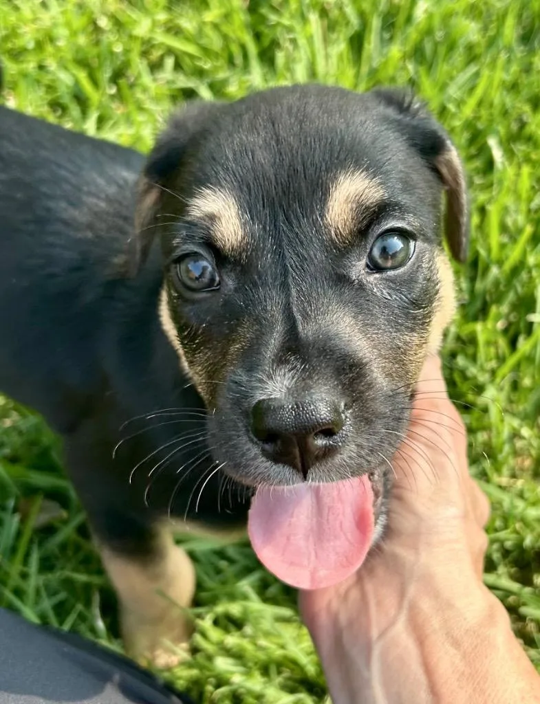A baby large-sized male Shepherd dog named Paz for adoption in Princeton, MA