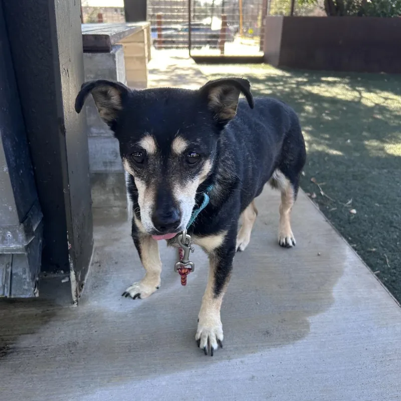 A senior small-sized female Black Chihuahua dog named Sally for adoption in Austin, TX