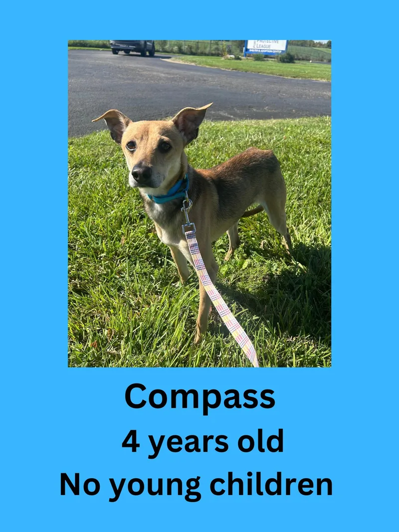 An adult small-sized male Terrier dog named Compass for adoption in Ravenna, OH
