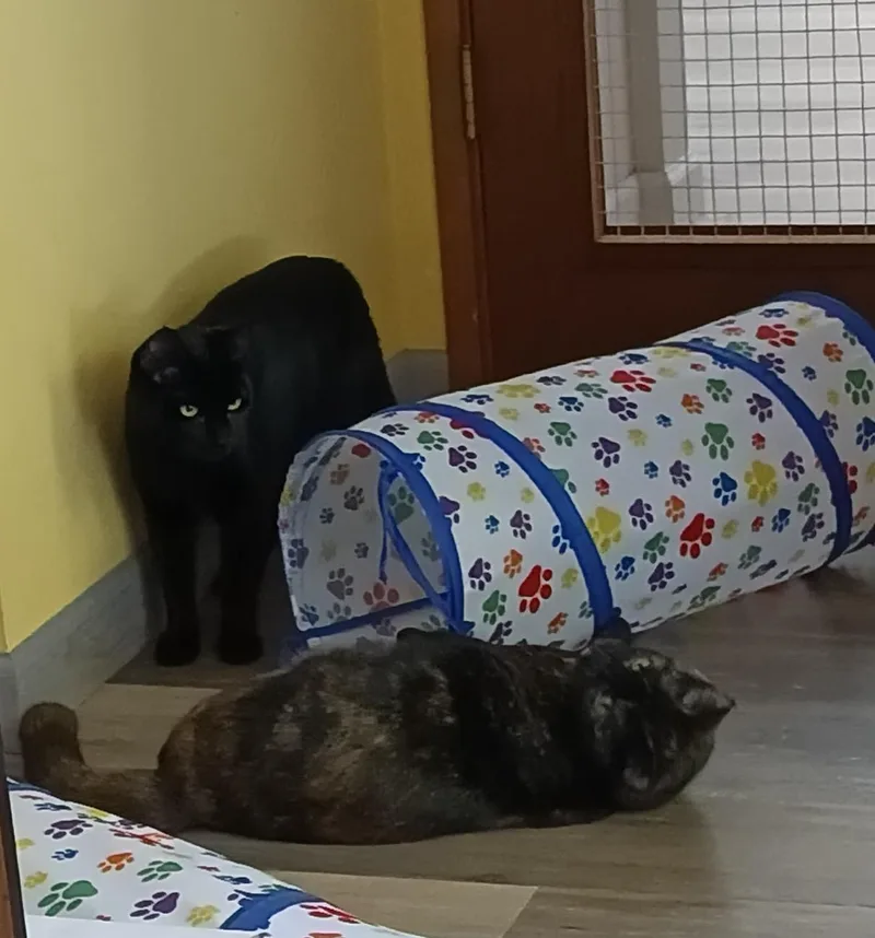 Shadow Mist thumbnail 2