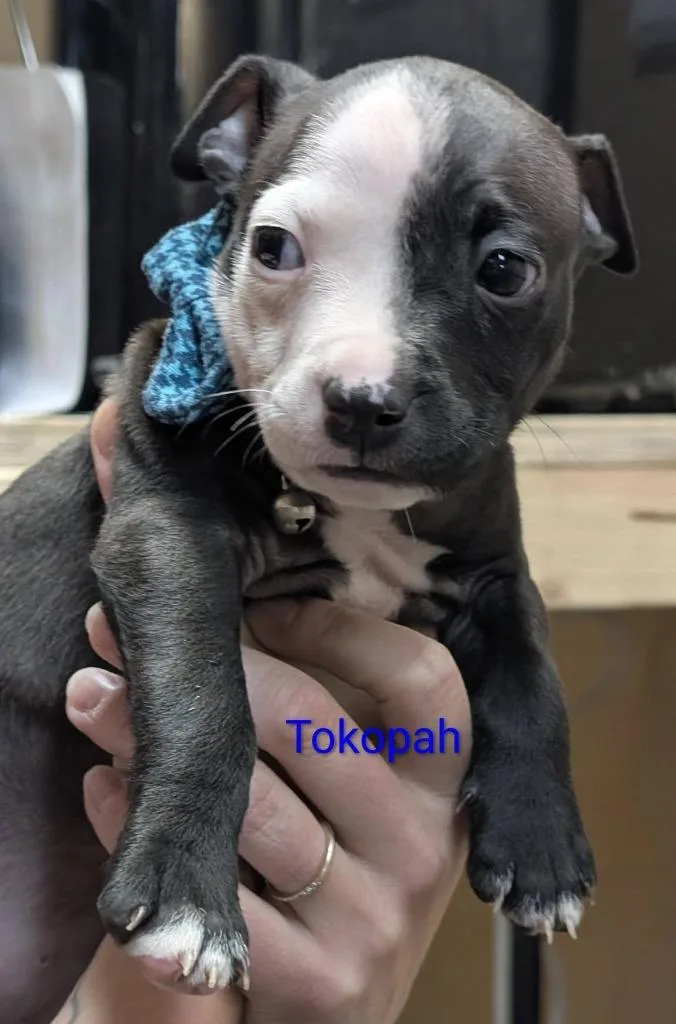 Tokopah thumbnail 5