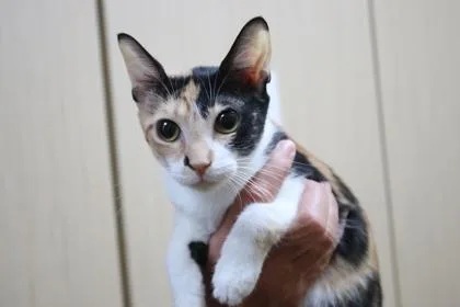 An adult medium-sized female Domestic Short Hair cat named Celia for adoption in Brunswick, GA