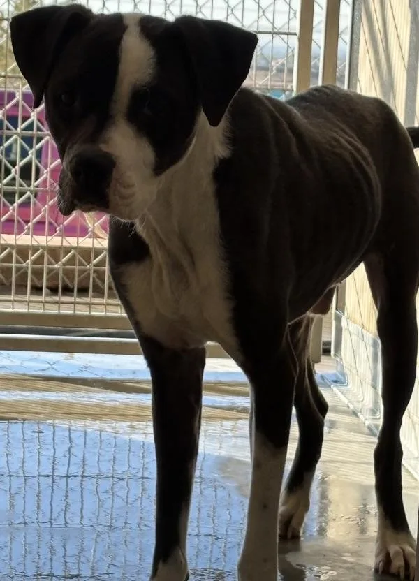 An adult medium-sized male Pit Bull Terrier dog named Bones for adoption in Rio Rancho, NM