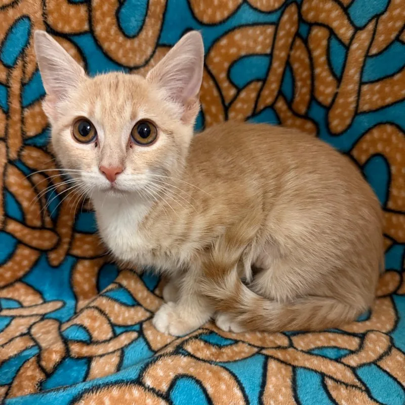 A baby small-sized female Orange / Red Domestic Short Hair cat named Creamsicle for adoption in Newberg, OR