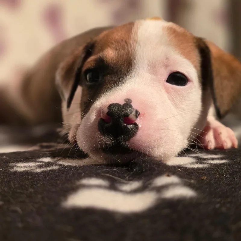 A baby medium-sized male White / Cream American Staffordshire Terrier dog named Roo for adoption in Kissimmee, FL