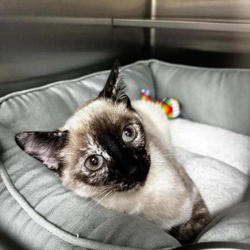 A baby small-sized female Siamese cat named Draculaura for adoption in Middleburg, FL