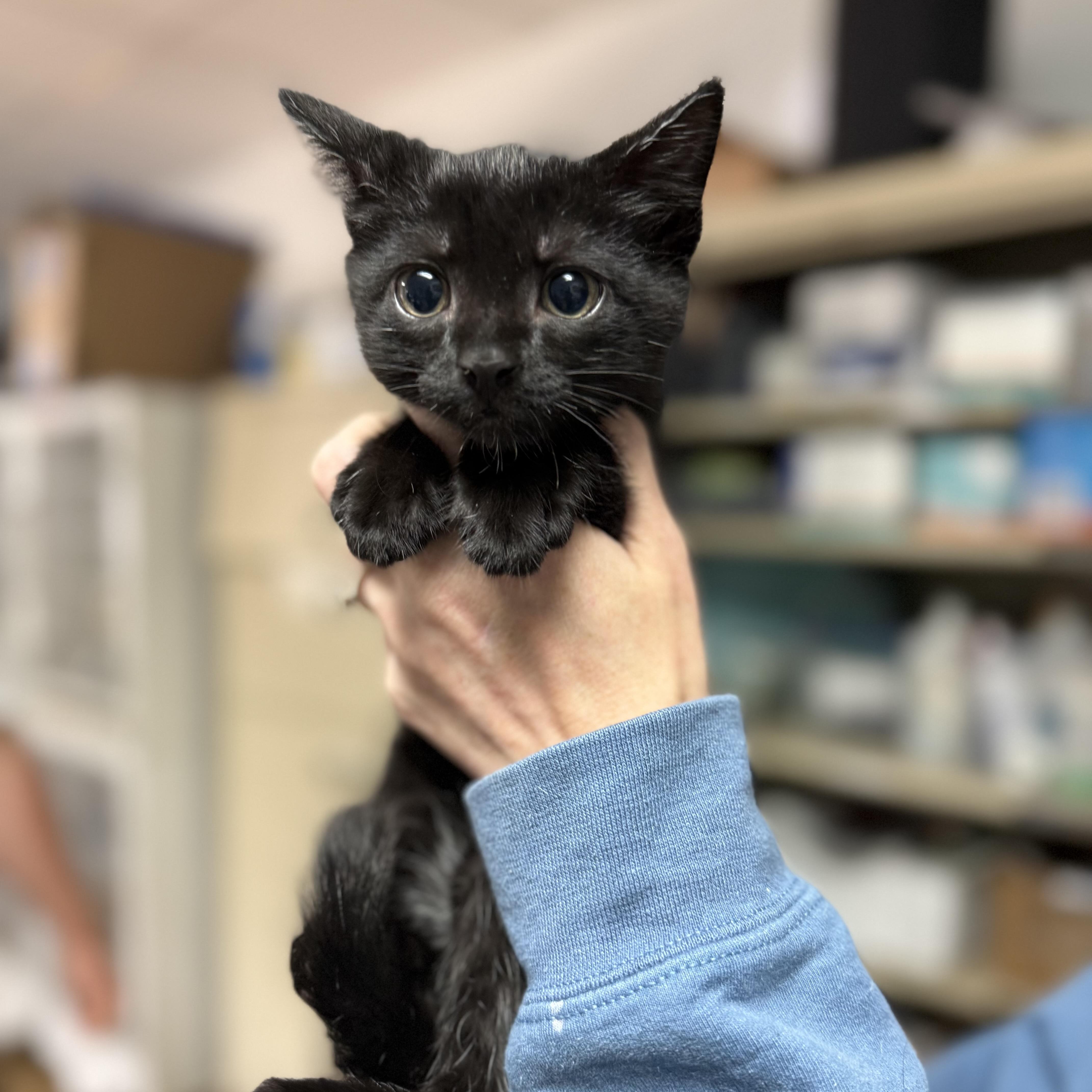 A baby medium-sized male Domestic Short Hair cat named Moe for adoption in Columbia, SC