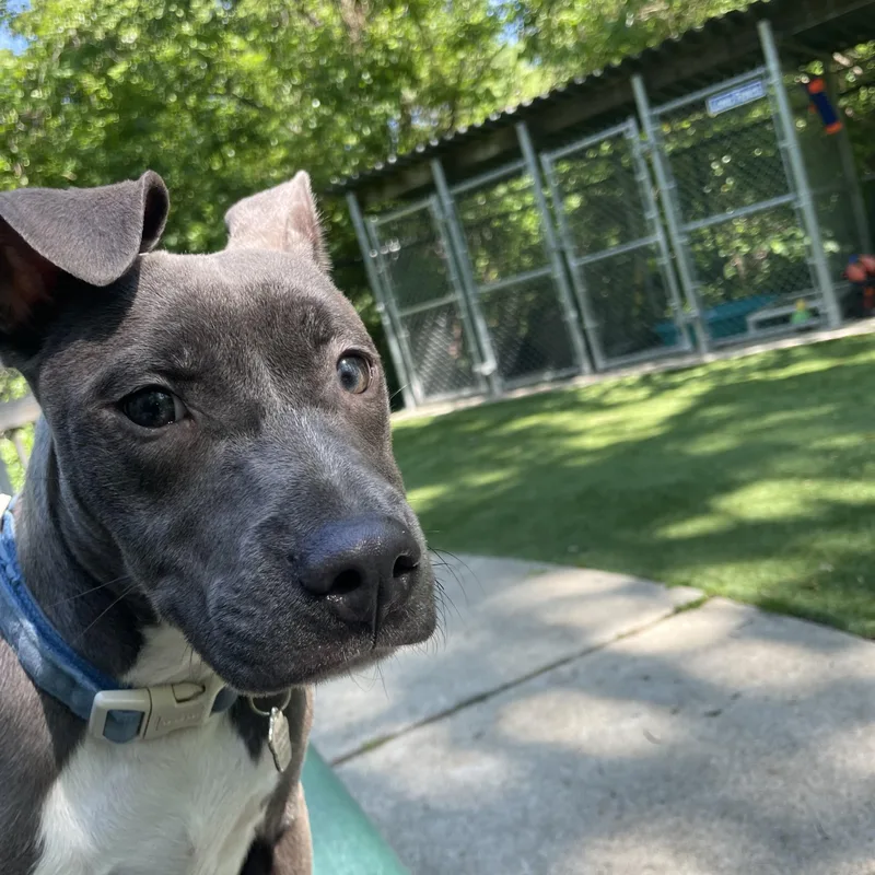 A baby medium-sized female Gray / Blue / Silver Pit Bull Terrier dog named Maya for adoption in Greenbelt, MD