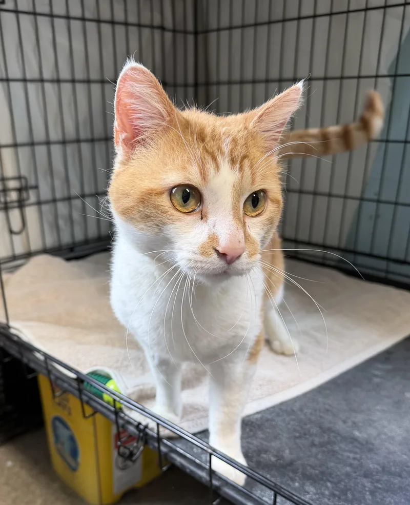 A young medium-sized male Domestic Short Hair cat named Frito for adoption in Warren, OH