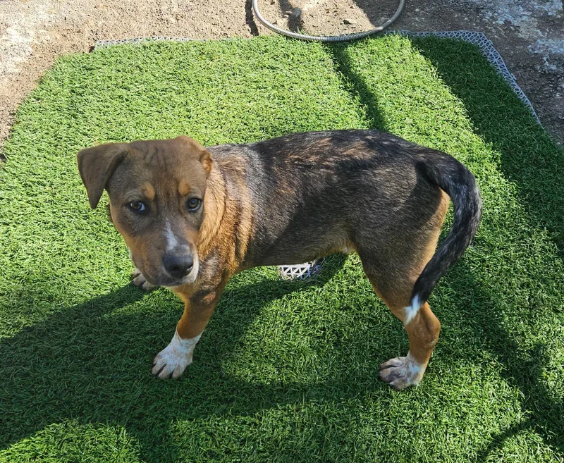 A baby medium-sized female Tricolor (Brown, Black, & White) Bavarian Mountain Hound dog named Roseanne Rainbow for adoption in Andover, MA