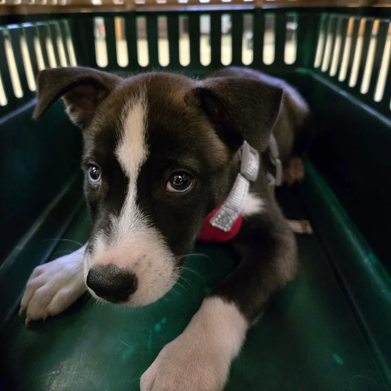 A baby small-sized female White / Cream Husky dog named Maslyn for adoption in Birmingham, AL