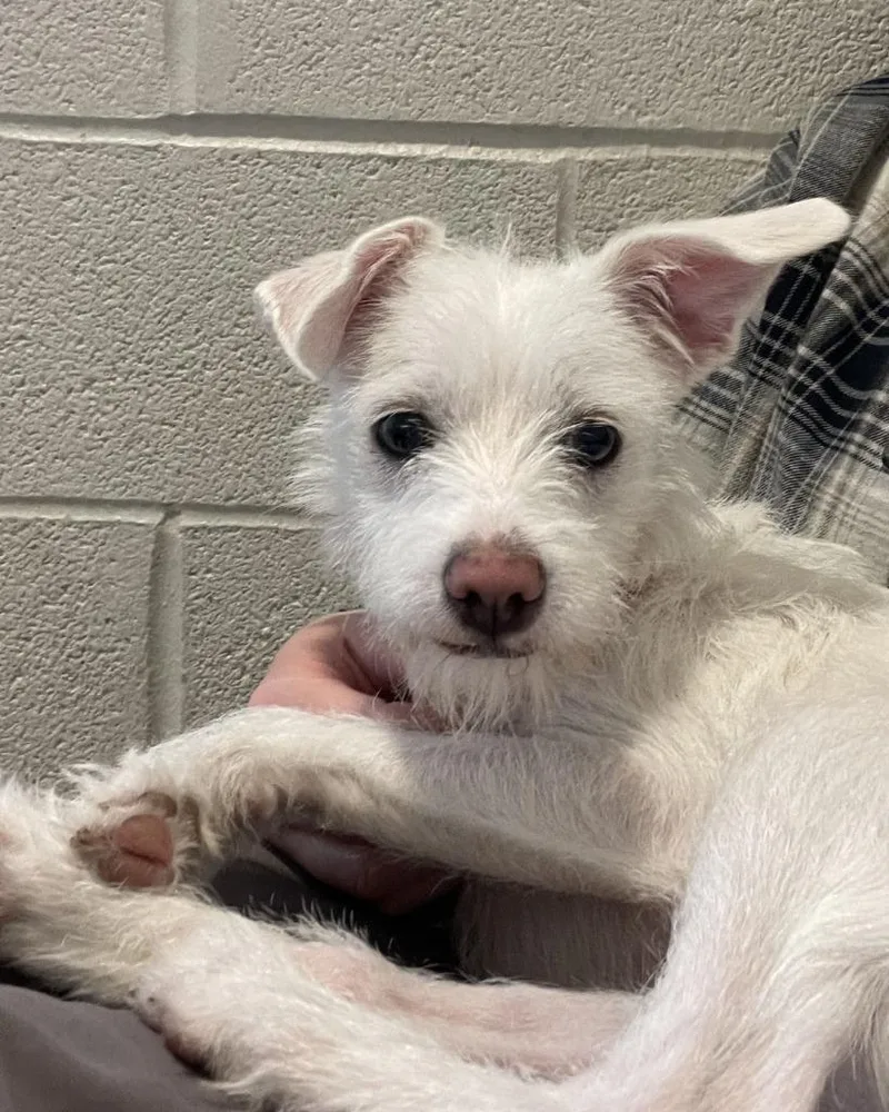 A baby small-sized female Mixed Breed dog named Nena for adoption in Hyde Park, NY