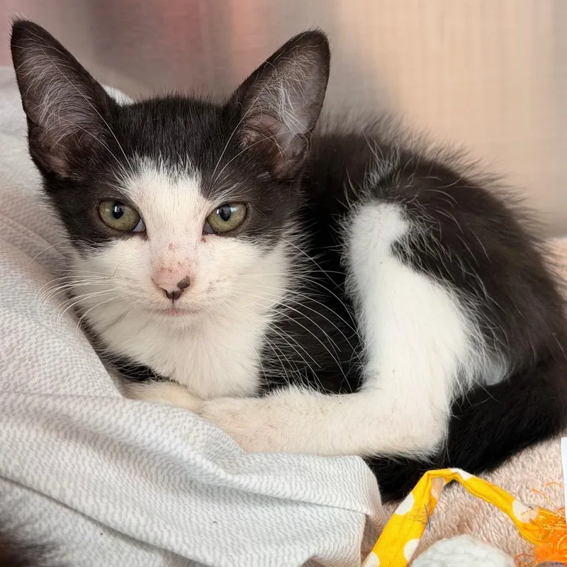 A baby small-sized female Black Domestic Short Hair cat named Squash for adoption in Madisonville, TN