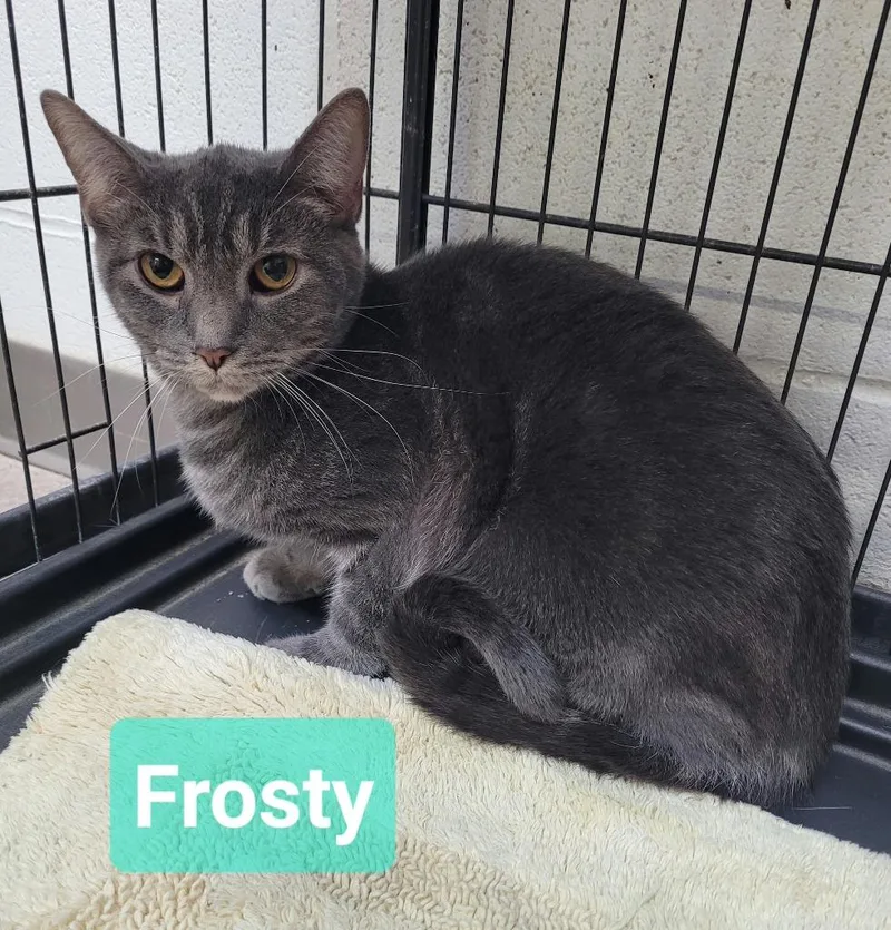 A young medium-sized male Domestic Short Hair cat named Frosty for adoption in Richmond, IN