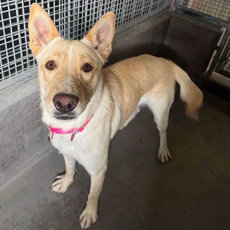 An adult medium-sized female Yellow / Tan / Blond / Fawn Carolina Dog dog named Sam A for adoption in Mission Hills, CA