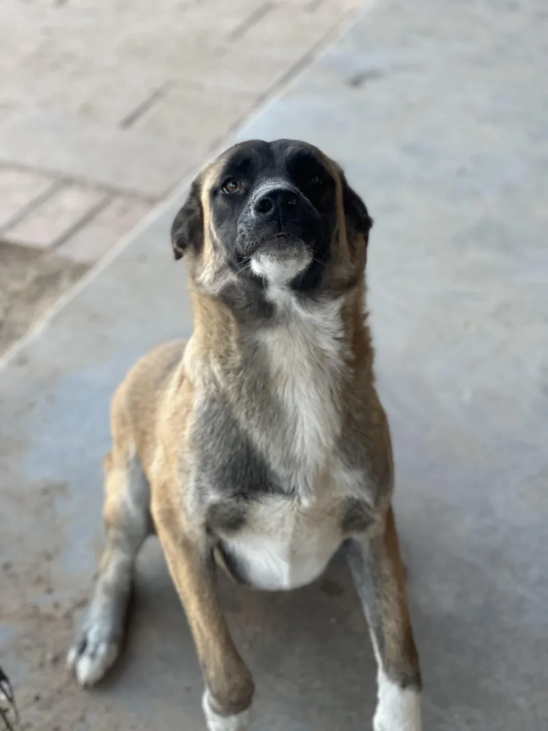 Morticia thumbnail 3