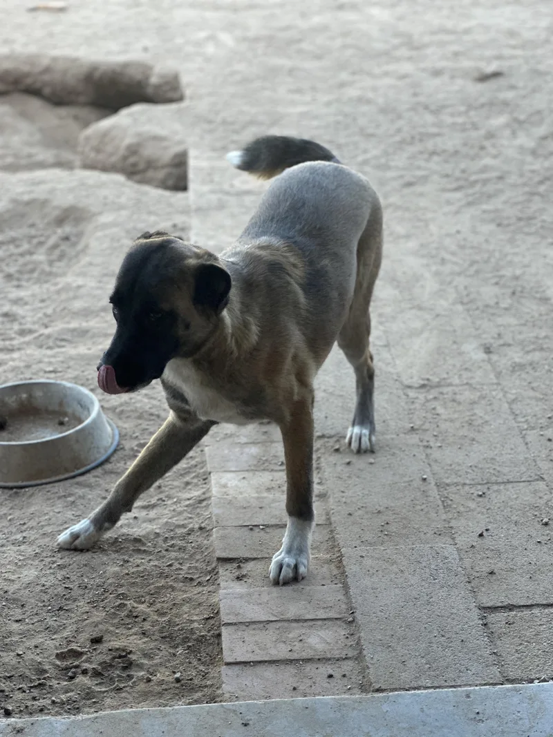 Morticia thumbnail 4