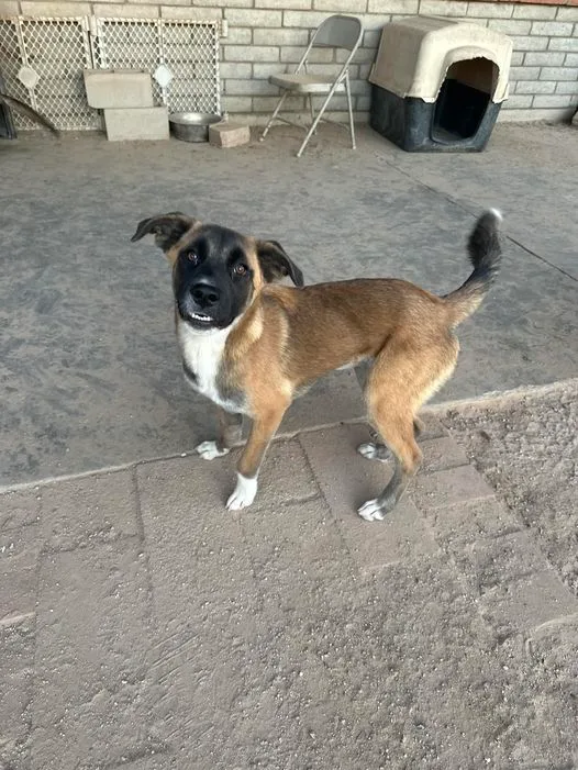 Morticia thumbnail 5