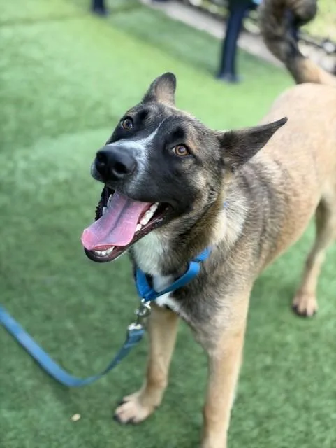 A young large-sized male German Shepherd Dog dog named Mickey for adoption in Dallas, TX