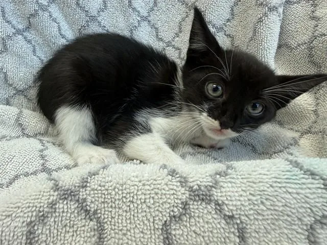 A baby medium-sized female Domestic Short Hair cat named Jill for adoption in Lancaster, CA