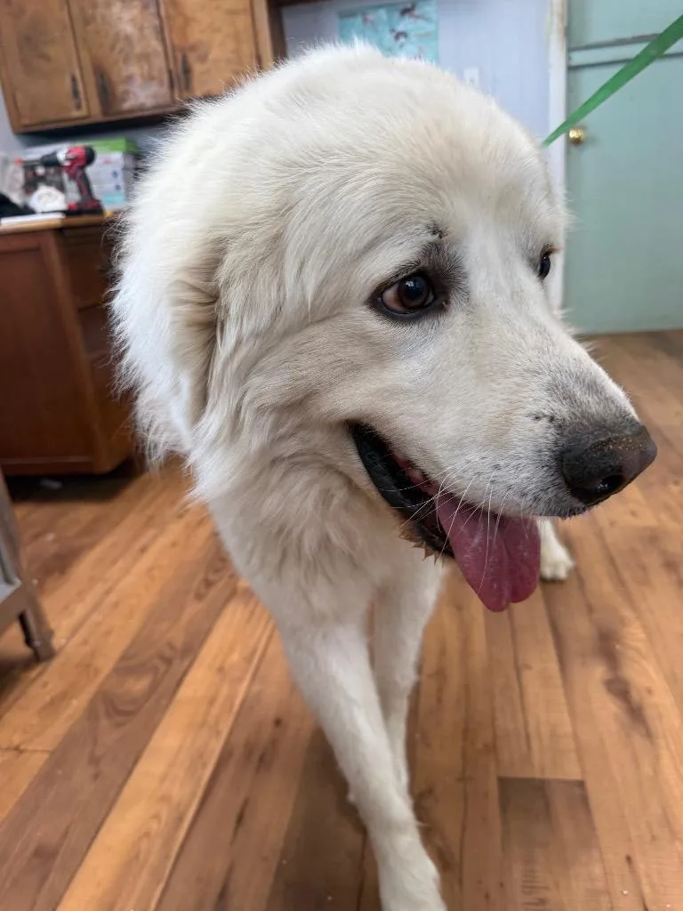 An adult large-sized male Great Pyrenees dog named Charlie for adoption in Fayetteville, TN