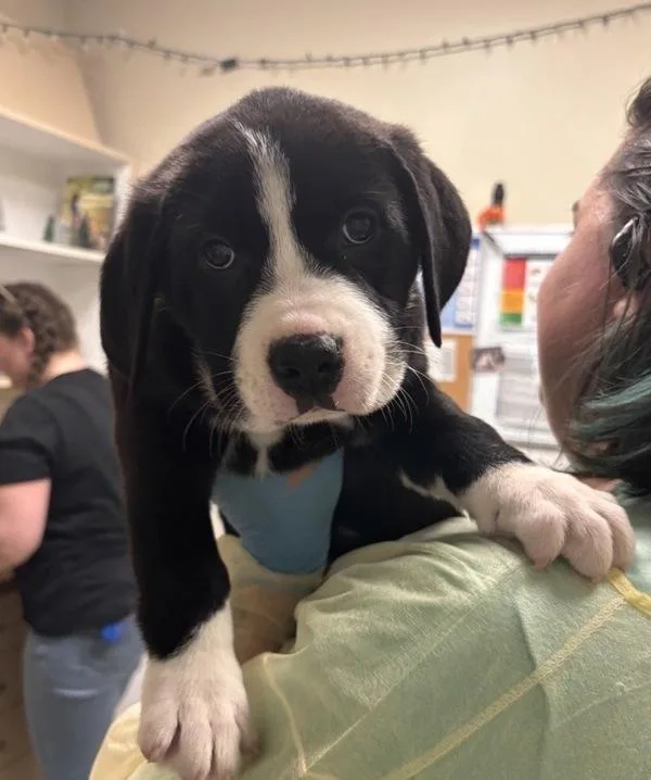 A baby small-sized male Mixed Breed dog named Connecticut for adoption in Vancouver, WA