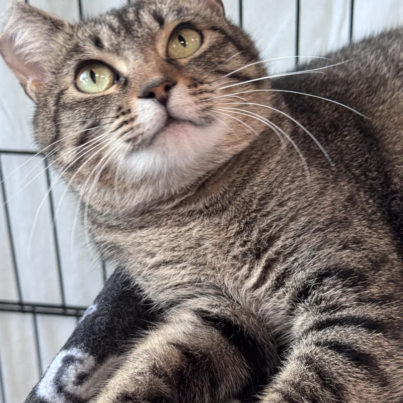 An adult medium-sized male Tabby (Brown / Chocolate) Domestic Short Hair cat named Jerusalem for adoption in Mokena, IL