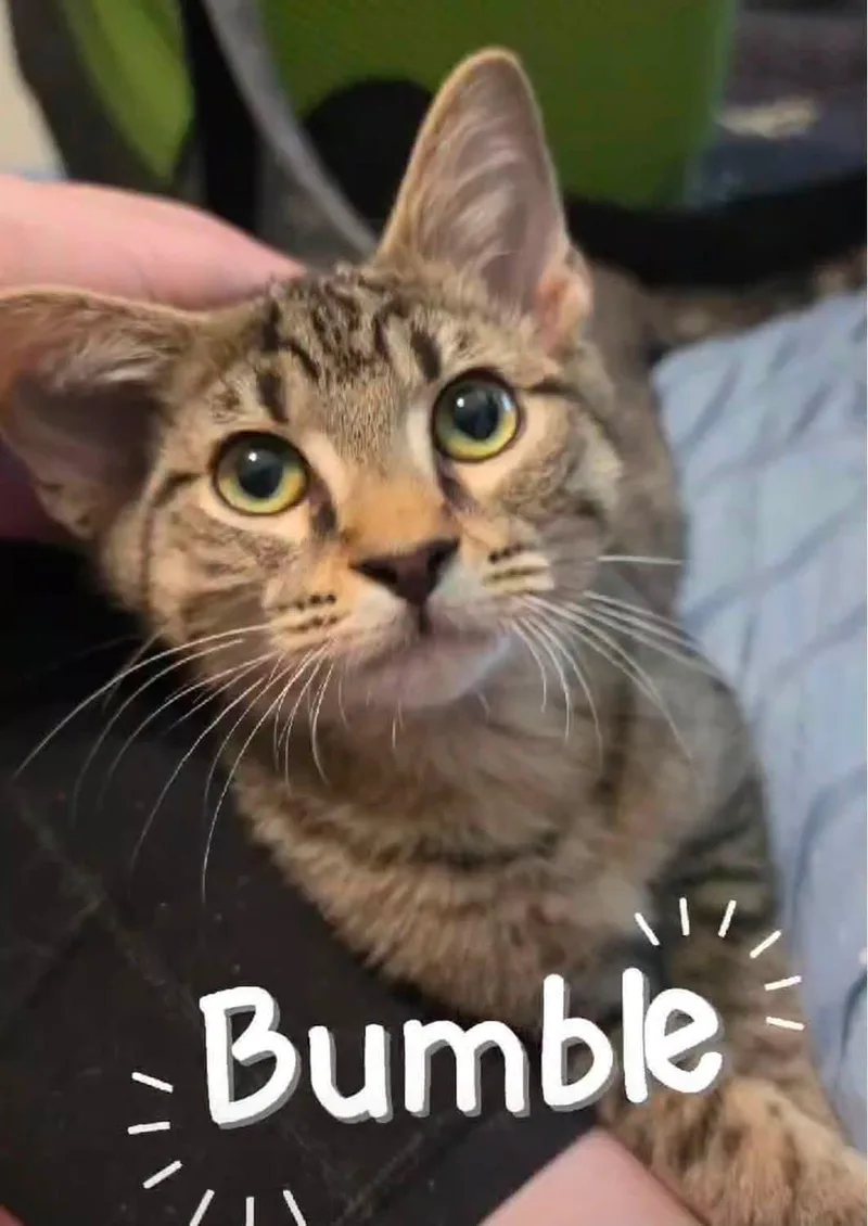 Bumble